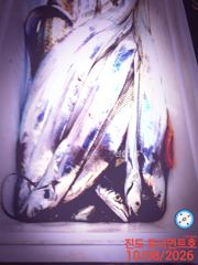 진도토너먼트호)씨알좋은 왕갈치 전원 쿨러만땅 ~~10월8일 입항조황~10월9일,10일,11일~~자리여유 있습니다 ~~