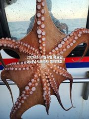 8일, 군산 왕문어~ 덩치급 문어들~오늘도 시작~실시간~군산낚시프라자 챔피언호