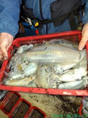[마산] 야간무늬팁런 좋습니다.