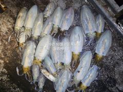 [통영] (무늬팁런)7일 수 조황입니다 굵은 씨알들~
