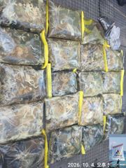 돌문어 출조합니다 (10일 돌문어, 11부터 쭈꾸미 출조 모집중 ~)