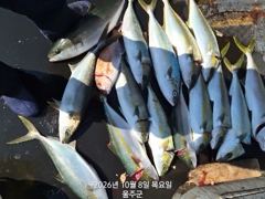 강양호 간절곶 앞바다 부. 벵.참.돌돔 ᆢ