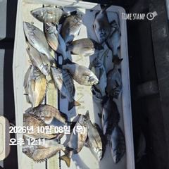 [마산] 돔앤돔호 오늘조황(8일) 입니다.