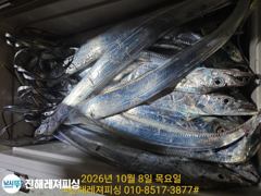 내만칼치ㅡ물반 칼치반 어마어마하게 물어주네요,용가리급까지(금요일예약가능)