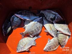 [통영] 경동레저(신광) 선외기낚시 흘림찌낚시 감성돔 조과