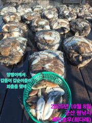 <레인보우호> 갑오징어 마무리 조황(8일)-싸이즈,마릿수 굿~!