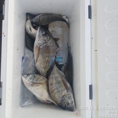 [사천] (사천저도좌대&펜션)10월8일 저도좌대 조황
