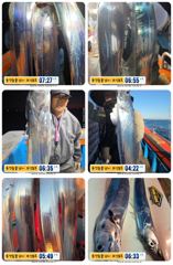 [통영] 14석 보성3호 실시간 조황 갈치 씨알이 좀 좋아지네요~~~내…