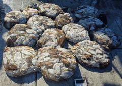 [군산] [군산 코리아호] 10/8 연일 대박치는 14명 갑오징어 조황(…