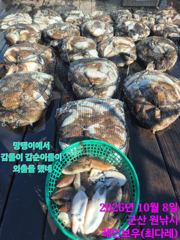 <레인보우호> 갑오징어 마무리 조황(8일)-싸이즈,마릿수 굿~! 사진