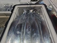 내만칼치 미친피딩 루어,텐빈1타1피 엄청나게 퍼담고 쿨러넘쳐,일욜부터예약가능 사진
