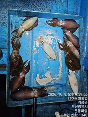 문동 피싱호 무늬오징어 야간 팁런 조황