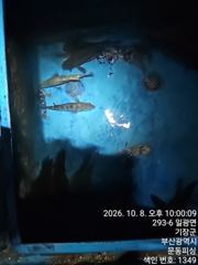 [부산] 문동 피싱호 무늬오징어 야간 팁런 조황