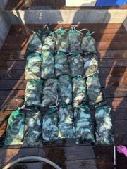 10월 8일 갑오징어 조황 장원 83갑