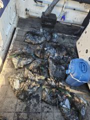10/8일 전곡항 엠퍼러호 섬투어 및 갑오징어 조황입니다 사진