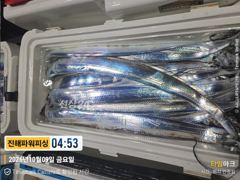 [진해] [갈치/텐빈/텐야]9일입항~쿨러조황입니다[일요일부터]예약가능