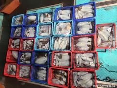 해마호 야간 무늬오징어팁런 조황 굿입니다 사진
