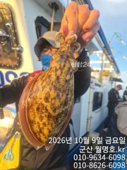 9일, 군산 쭈구미랑,갑이랑~ 나오네요~~오전반 실시간~군산낚시프라자 월명호 사진