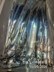 9일새벽 씨알큰 내만갈치 엄청 올라 옵니다~!! 일요일부터 예약가능