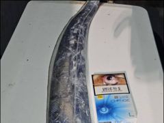 [9일입항] "내만갈치" 오늘도 묵직 합니다!! 3.5지까지~ 빵빵합니다!! [일요일부터 예약가능] 010-7660-2435