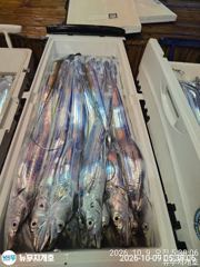 [통영] 뉴무지개 왕갈치 씨알 마리수 죽여줍니다