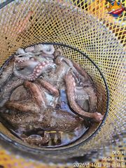 9일 돌문어 실시간 07시 잘나오네요 장원 20개.. 사진