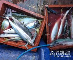 감포 앞바다 삼치·방어 1타 1피! 이건 낚시가 아니야! 사진