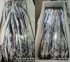 [여수,광양] <여수광성호> 오늘 갈치 대박!조황