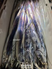 완도더킹호 10월9일 갈치외줄 철수조황 입니다