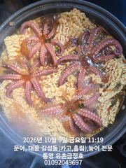 [통영] 통영 금정호 문어선상 초보들도 신나게 잡았습니다 내일 자리여유있…