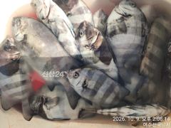 광도,거문도 50cm전후 마릿수