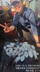 10월9일 갑오징어조황
