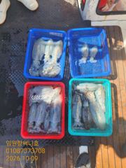 임원항써니호 무늬출조 사진