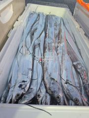 [통영대교피싱]대마권갈치 살아납니다 일요일자리여유
