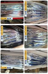 14석 보성3호 갈치가 많이많이 나옵니다~~씨알도 굿~~내일긴급 10자리여유 ~~모래일요일자리여유)