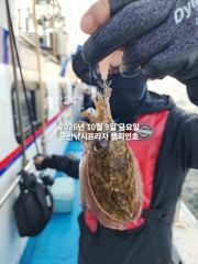 9일, 군산 갑오징어 ~역대급 조황~100갑 이상이 4분~망탱이 대박조황~군산낚시프라자 챔피언호