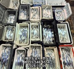 9일,내만갈치,용가리까지,쿨러 넘치게 엄청 나옵니다,매일출항(일,월,화~예약가능) 사진
