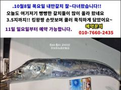 [경주] 제발 그만좀 물어라.. 더 이상 잡아올릴 기운조차 없어~~. 너무힘들어. (10월 10.11일 오전.오후 출조모집중)