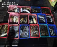 씨스타호 9일 무늬 상황 무K 사진