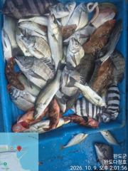 다정호 조황입니다