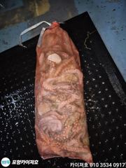 9일 야간 돌 문어 조황 입니다 사진