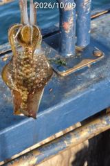 진해 무늬팁런 큰넘들이 움직이기 시작합니다 손맛굿