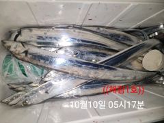 ((해림1호))내만권 겟바위 갈치조항~