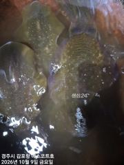 주간은 삼치및방어가 일타일피 야간은 무늬가 싸이즈도,마리수 최고…