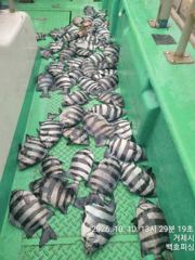 [거제] 백호피싱 돌돔 뺀지 흘림 50수오버 마릿수폭팔