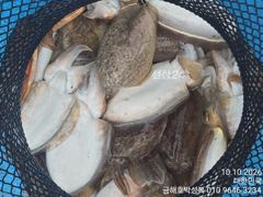 [고흥,녹동] 돼지뚱 갑오징어 잡으로 오세요 씨알이 예술이에요