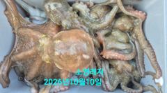 [통영] 문어 선상 씨알 좋은 조황