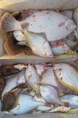 공현진 22인승 뉴창명호 왕참가자미 왕도다 풍어