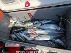10/토ㅡ빅원 대삼치들, 중방어들, 고시삼치들, 알방어들 지천입니다! 사진