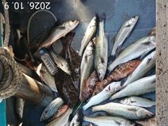 10.10 [진해] "" 농 어 "" 농어.붉바리...마릿수로뽑고.^^